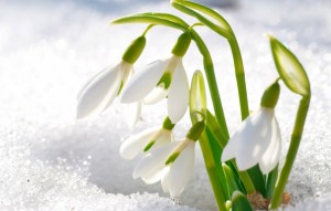 подснежники